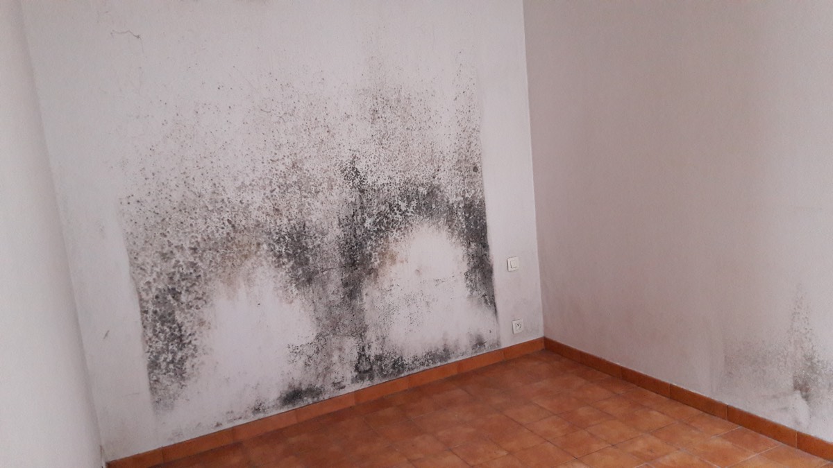 Moisissures - Expertise humidité à Chartres